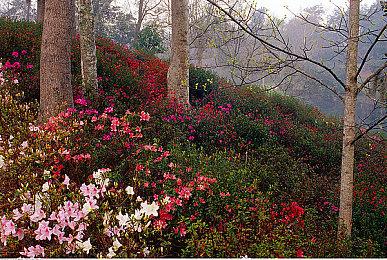 《GTA4》发售16周年 配音演员多达860名